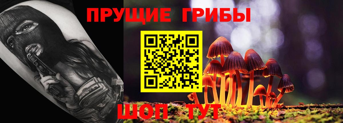 Галлюциногенные грибы Psilocybe Лениногорск